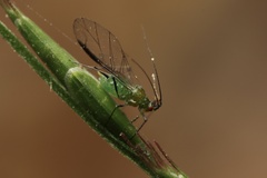 Aphis gossypii