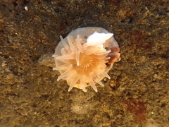 Aulactinia stella