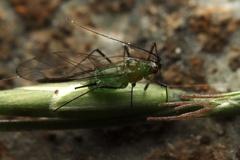 Aphis gossypii