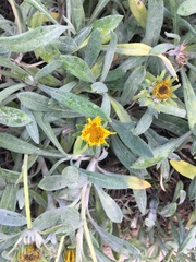 Gazania rigens