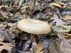 Paralepista flaccida