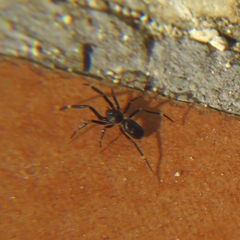 Liophrurillus flavitarsis