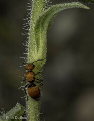 Pseudomethoca propinqua