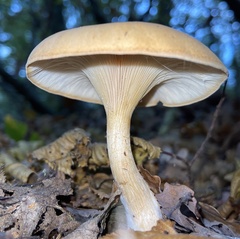 Paralepista flaccida