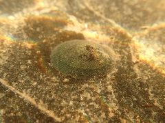 Testudinalia testudinalis