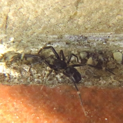 Liophrurillus flavitarsis