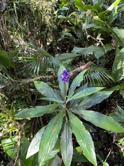 Dichorisandra thyrsiflora