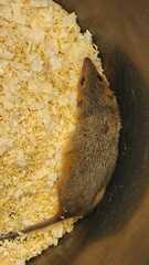 Monodelphis dimidiata