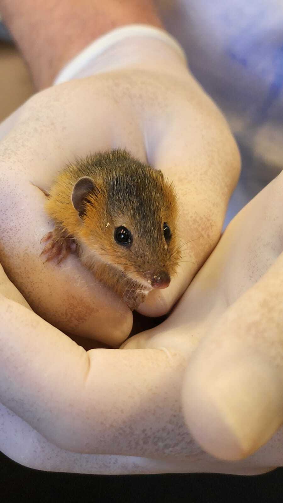 Monodelphis dimidiata (Wagner, 1847)