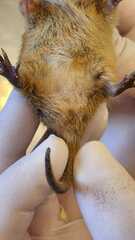 Monodelphis dimidiata