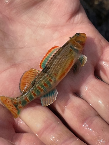 Kanawha Darter (Etheostoma kanawhae) — Percidae — 2