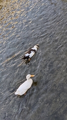 Anas platyrhynchos domesticus