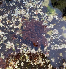 Azolla filiculoides