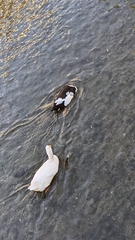 Anas platyrhynchos domesticus