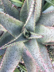 Aloe ferox