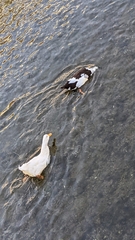 Anas platyrhynchos domesticus