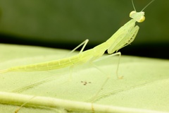 Sinomantis denticulata