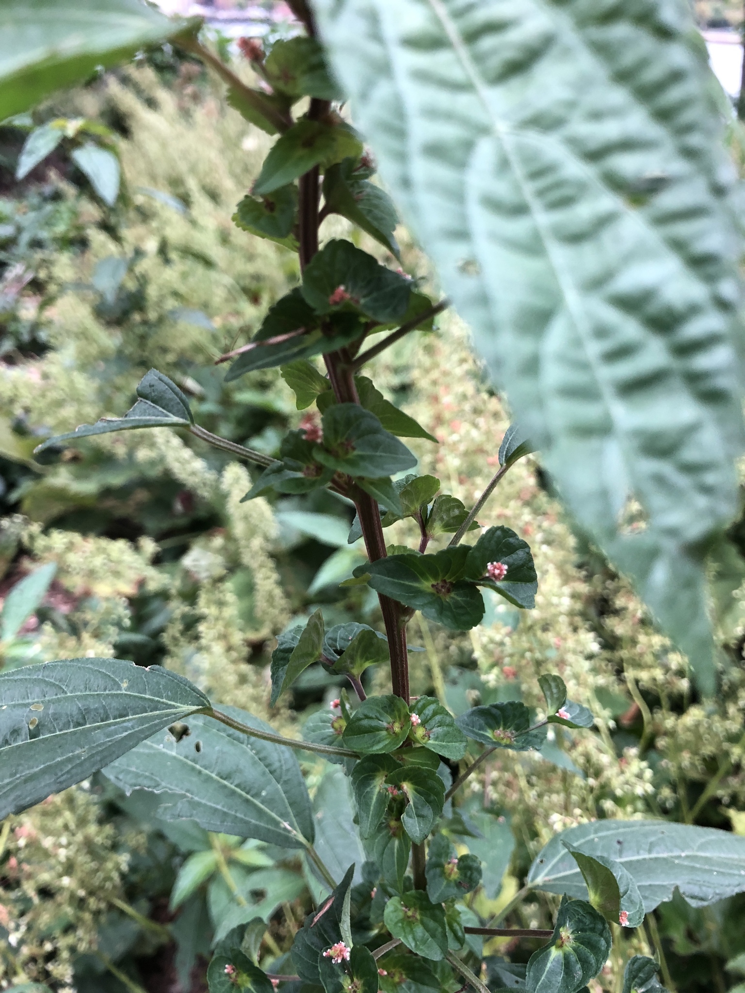 Acalypha australis L.