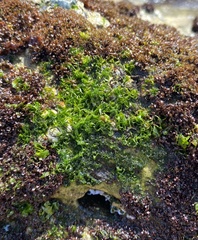 Ulvaceae