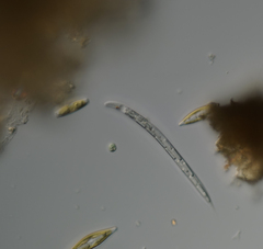 Lepocinclis cyclidiopsis