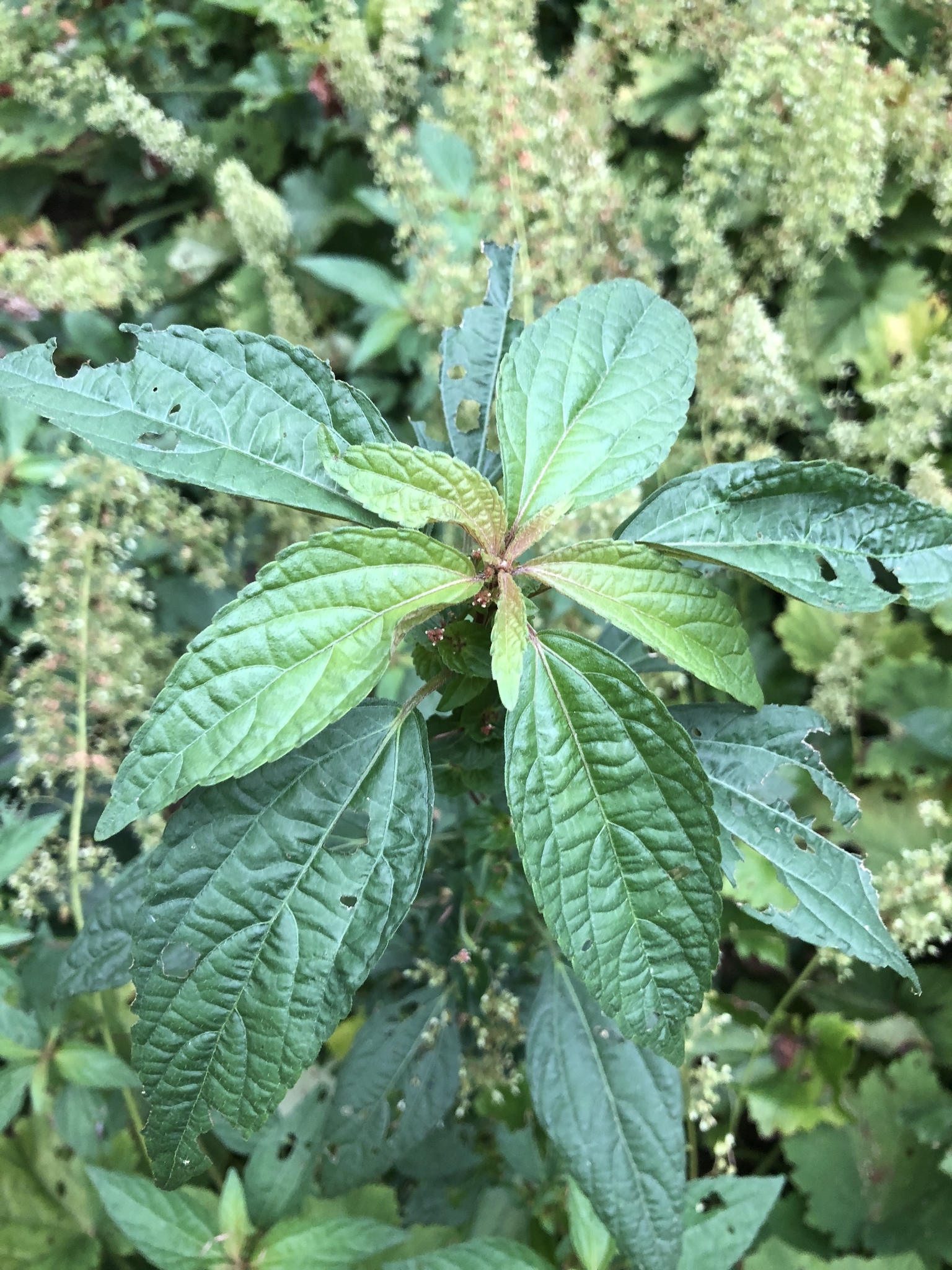 Acalypha australis L. 2