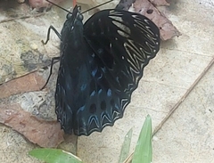 Dichorragia nesimachus