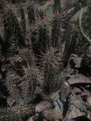 Corryocactus melanotrichus
