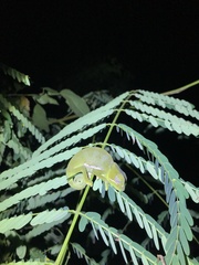Chamaeleo dilepis