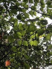 Acer morrisonense