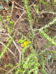 Aspalathus divaricata