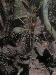 Corryocactus melanotrichus
