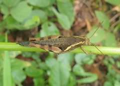 Xenocatantops humilis