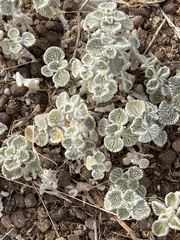Marrubium supinum