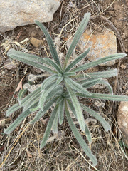 Echium albicans