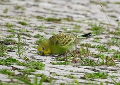 Melopsittacus undulatus domesticus