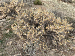 Astragalus granatensis