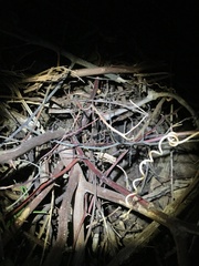 Rieppeleon kerstenii