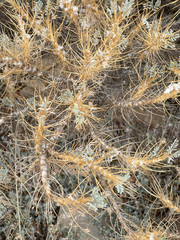 Astragalus granatensis