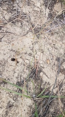 Trachyandra revoluta