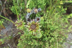 Oedera imbricata