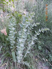 Linaria