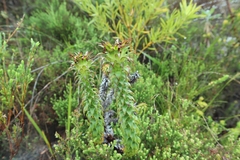 Oedera imbricata