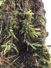 Gastrochilus