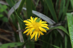 Oedera imbricata