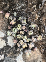 Crassula lanuginosa