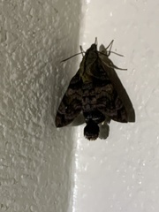 Macroglossum pyrrhosticta