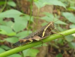 Xenocatantops humilis