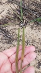 Trachyandra revoluta