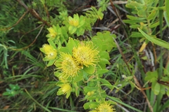 Leucospermum oleifolium