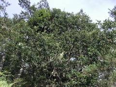Quercus spinosa